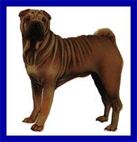 a well breed Chinese Shar-pei dog